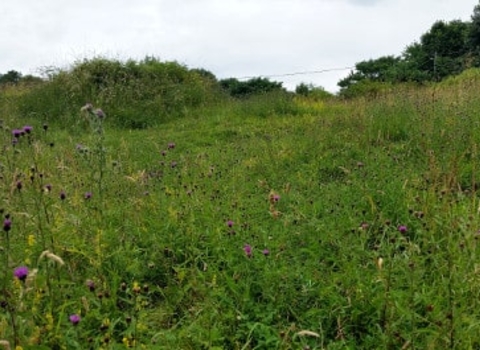 Kelloe Field Nature Reserve