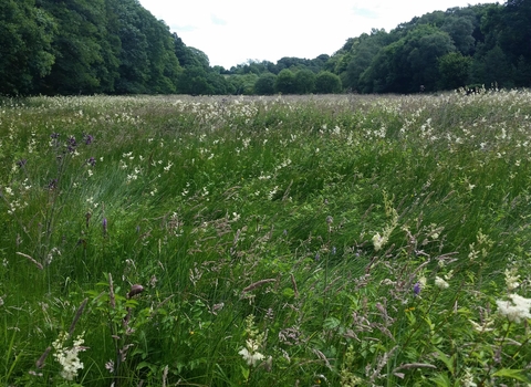 Rabbitbank Wood Nature Reserve