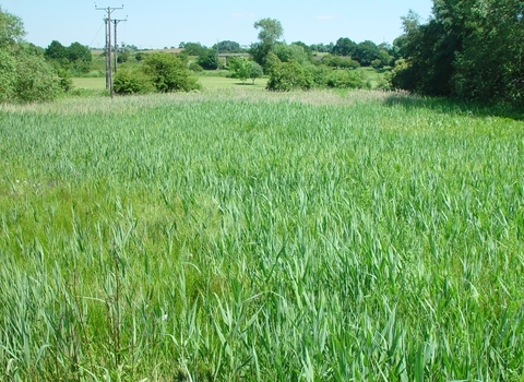 Redcar Field Nature Reserve