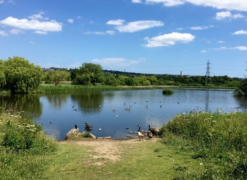 Shibdon Pond Nature Reserve