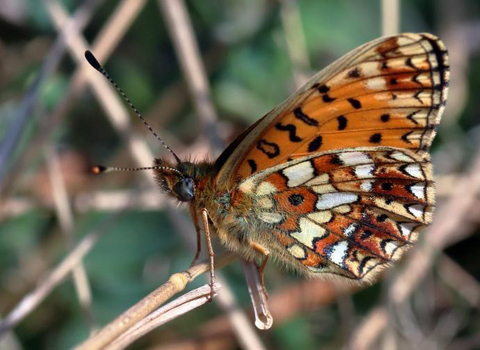 Small Pearl Bordered Fritillary Butterfly Pete Swan