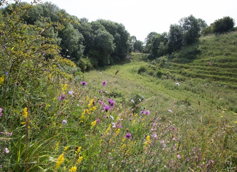 Town Kelloe Bank Nature Reserve