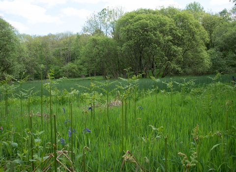 Edmonsley Wood Nature Reserve