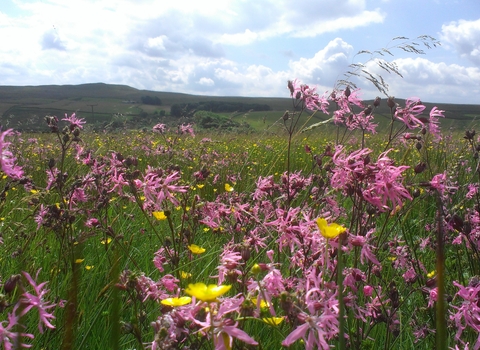 Hannah’s Meadow Nature Reserve