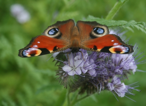 Peacock Butterfly on flower