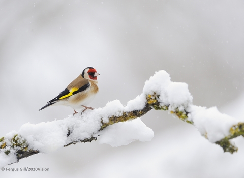 Goldfinch 