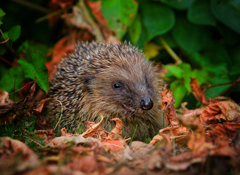 Hedgehog