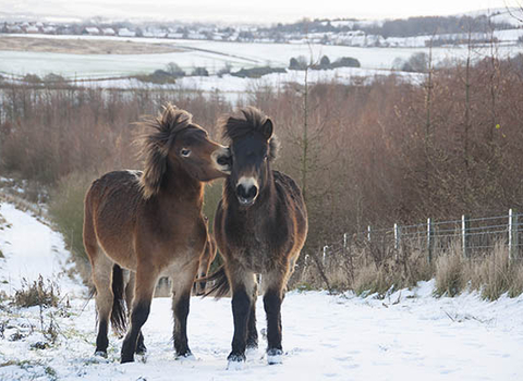 Exmoor Ponies