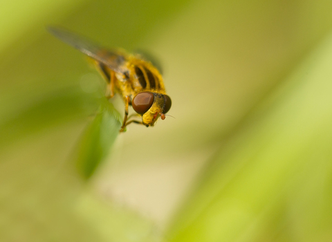 Hoverfly 