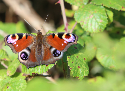 Peacock butterfly on leaf