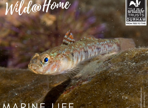 fish in rockpool promoting wild at home marine life pack