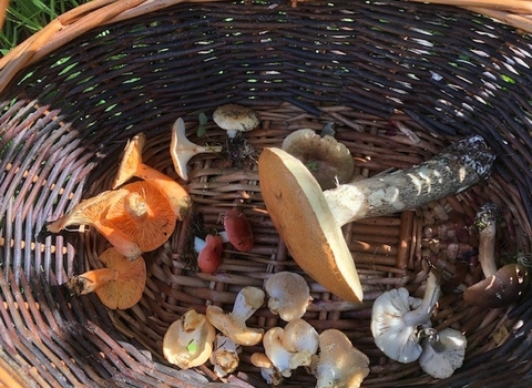 basket of fungi
