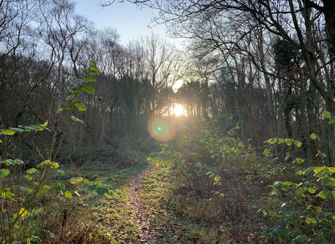Sunlight through the trees at Edmondsley Wood