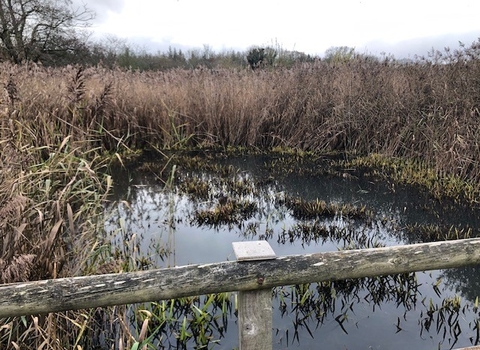 Open water at Low Barns reed bed boardwalk