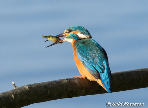 Kingfisher