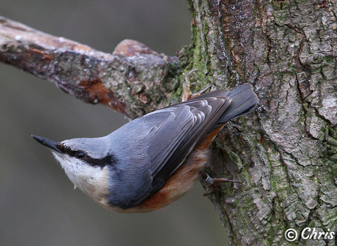 Nuthatch