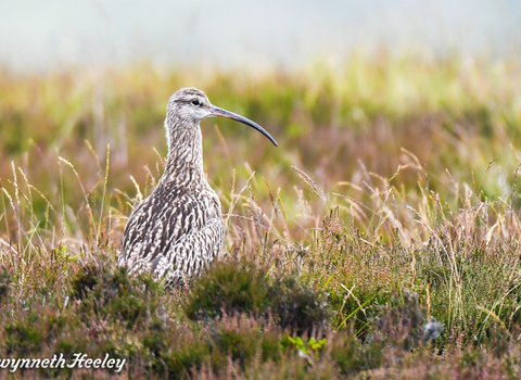 Curlew