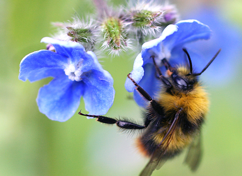 Early bumblebee