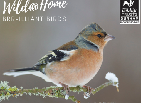Wild@Home Brr-illiant Birds