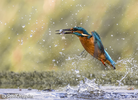 Kingfisher