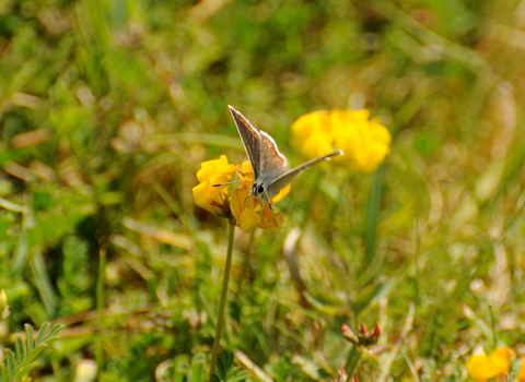 Brown Argus on Horseshoe-vetch