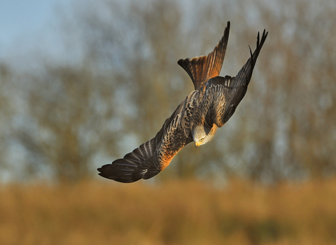 Red Kite