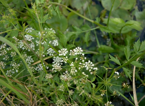Lesser water parsnip