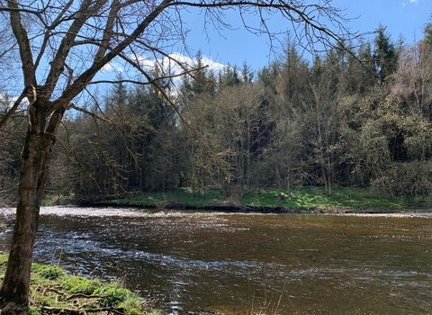 Low Barns river summer