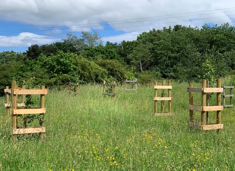 In memory of tree planting at Rainton Meadows