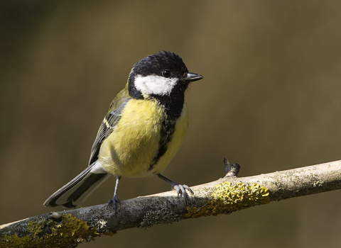 Great tit