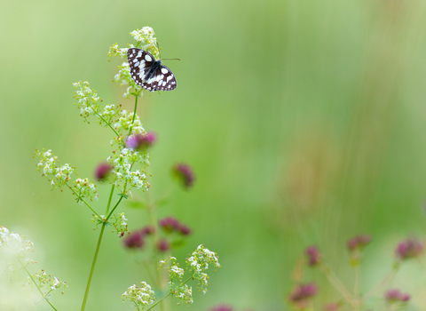 butterfly