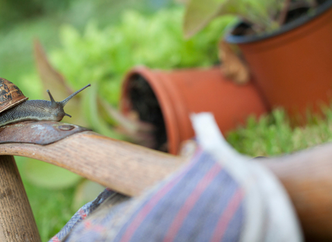 Gardening with wildlife, snail on gardening gloves with pot plants behind