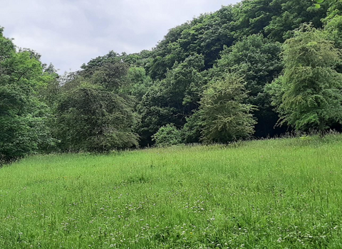 Ousbrough Wood Nature Reserve