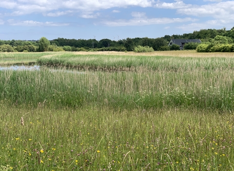 View over meadow to Rainton Meadows visitor centre