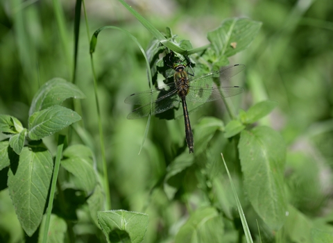 A downy emerald dragonfly perched on pondside vegetation