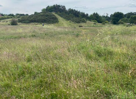 A view of Hill 60 Nature Reserve, looking across open grasslands towards a wooded hill