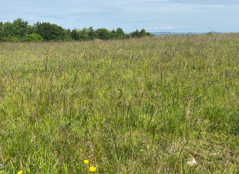 The Folly Nature Reserve showing a meadow with trees in the background