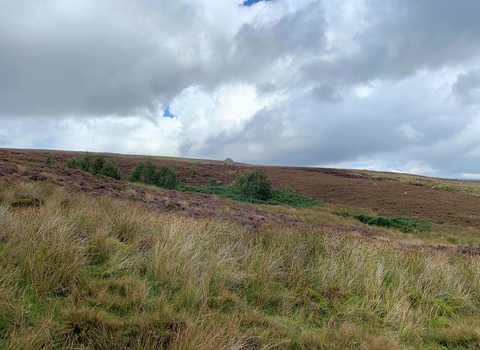 Landscape view of Cuthbert's Moor with heather and building in background