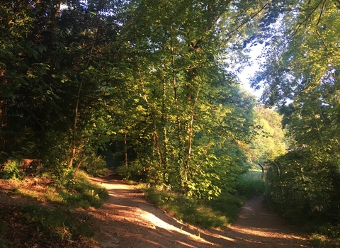 A view of a forking path within a woodland, the sun is shining through the trees.