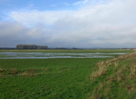 view over wetlands at Ricknall Carrs Nature Reserve