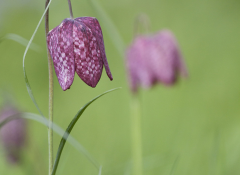 Snake's Head Fritillary