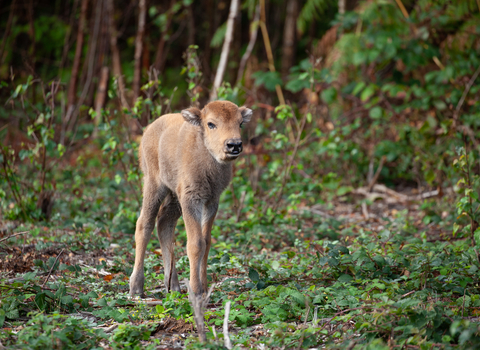 Bison Calf 