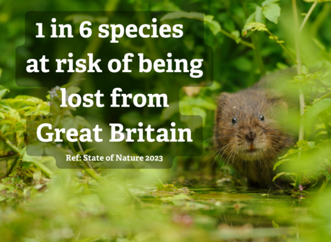 Water vole in foliage