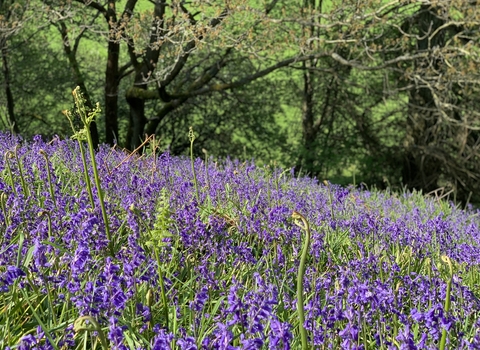 bleubells with woodland in background