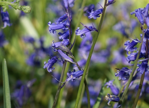 Close up of bluebells