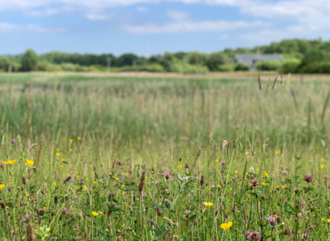 Rainton Meadows