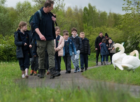 Man leading school children along path with meadows on either side and swans on edge of path