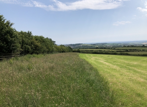grass buffer strip and good condition hedgerow in productive grassland