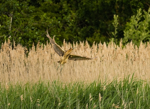 a bittern flying up from the reeds