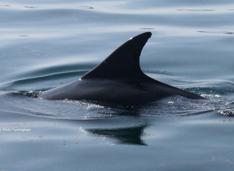 Bottlenose dolphin fin